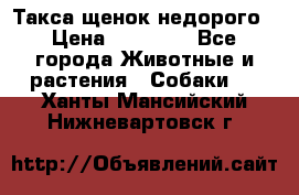 Такса щенок недорого › Цена ­ 15 000 - Все города Животные и растения » Собаки   . Ханты-Мансийский,Нижневартовск г.